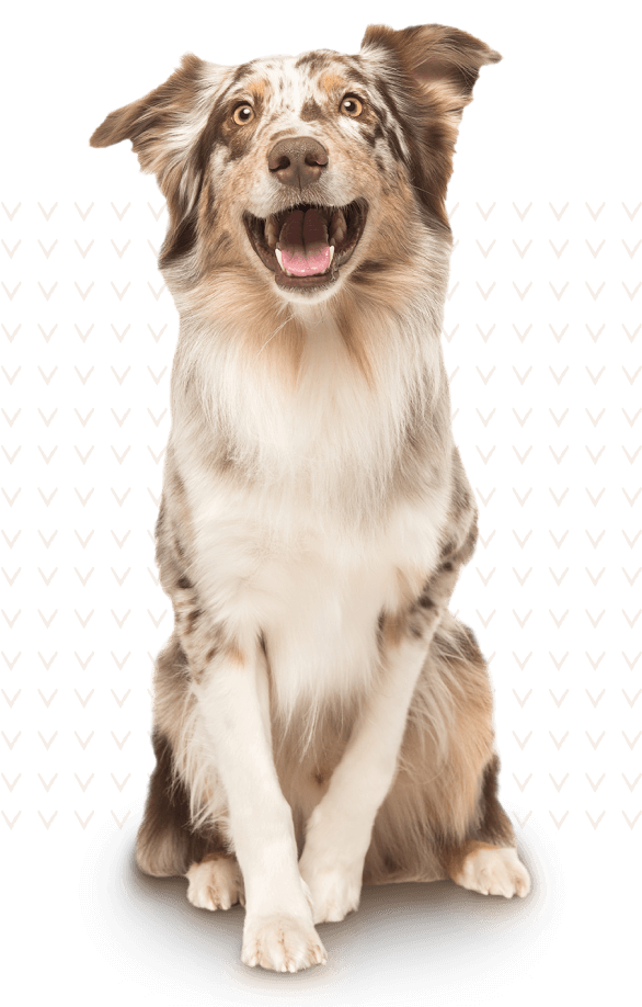 collie dog